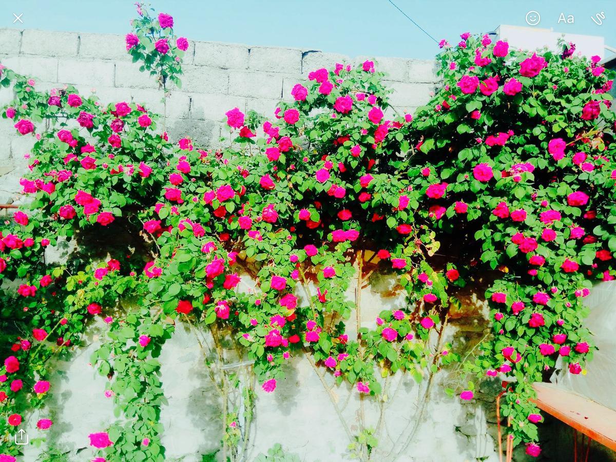 Şǝki House On Ashiq Cuma Street 8 Bed & Breakfast エクステリア 写真
