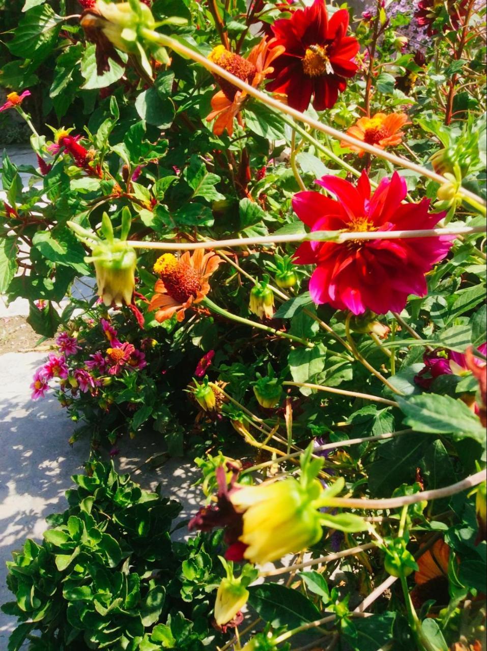Şǝki House On Ashiq Cuma Street 8 Bed & Breakfast エクステリア 写真