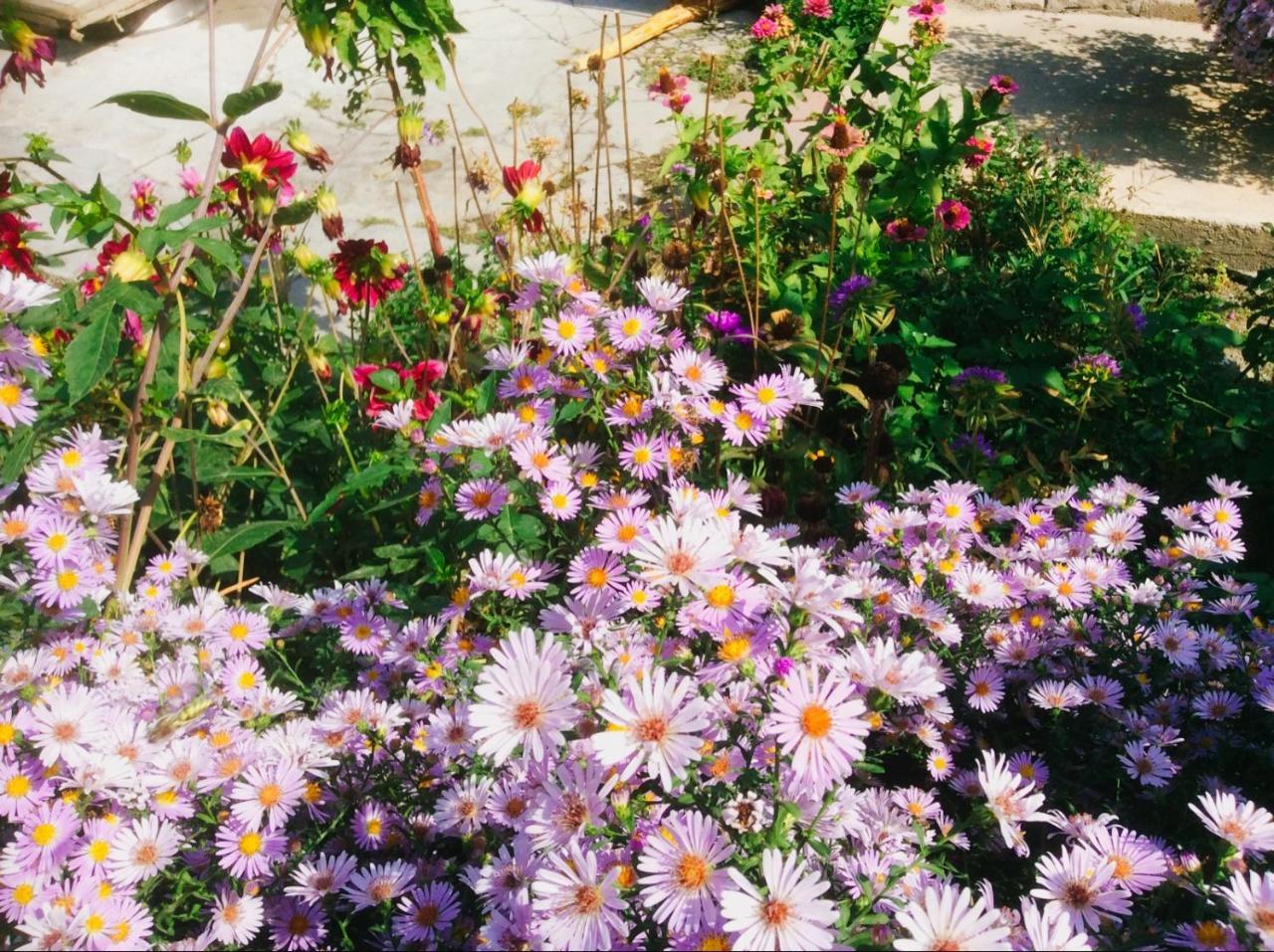 Şǝki House On Ashiq Cuma Street 8 Bed & Breakfast エクステリア 写真