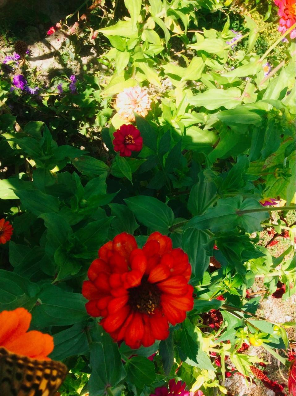 Şǝki House On Ashiq Cuma Street 8 Bed & Breakfast エクステリア 写真