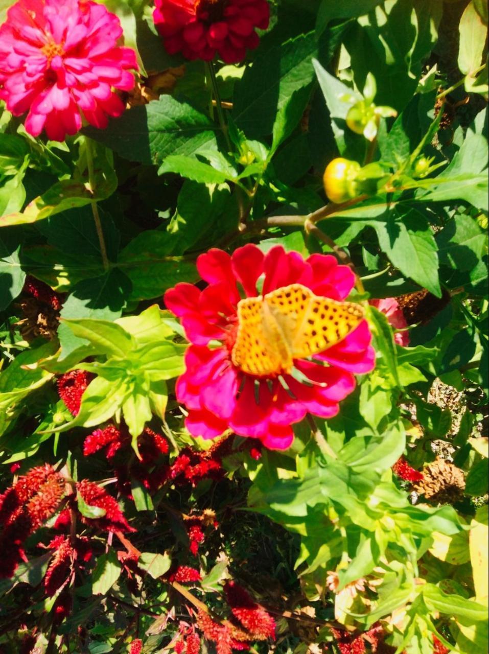 Şǝki House On Ashiq Cuma Street 8 Bed & Breakfast エクステリア 写真