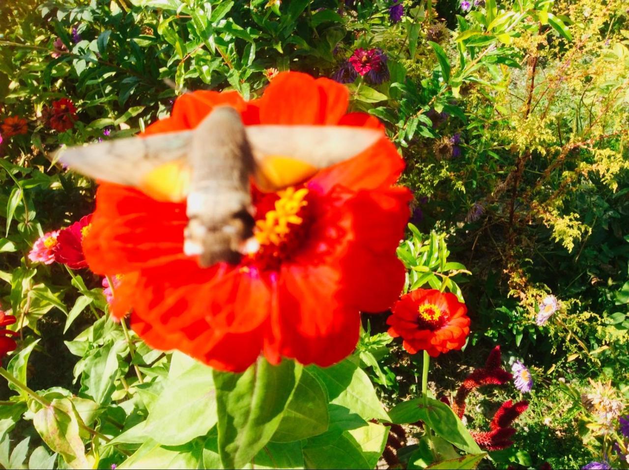 Şǝki House On Ashiq Cuma Street 8 Bed & Breakfast エクステリア 写真