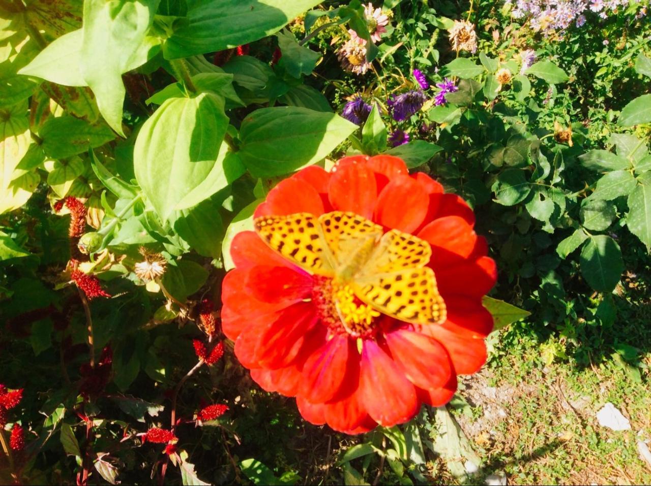 Şǝki House On Ashiq Cuma Street 8 Bed & Breakfast エクステリア 写真