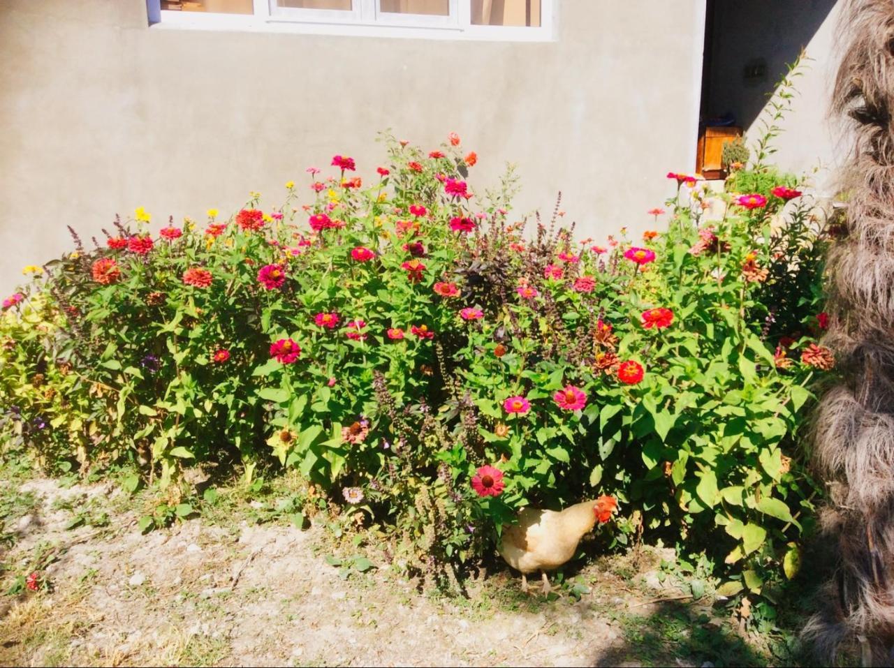 Şǝki House On Ashiq Cuma Street 8 Bed & Breakfast エクステリア 写真